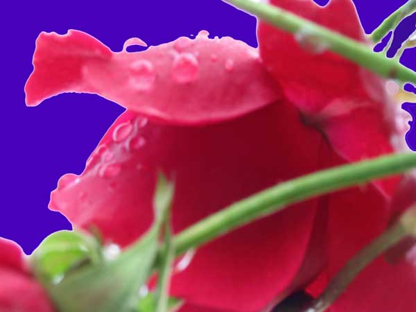 Image Hosted by ImageShack.us